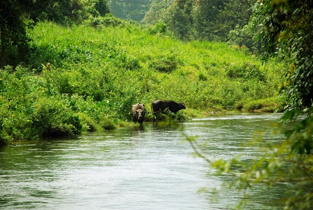 Taking a bath at Kelani river