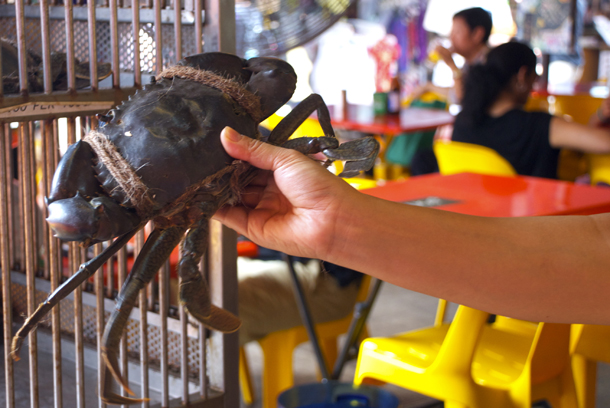 The crab that we selected