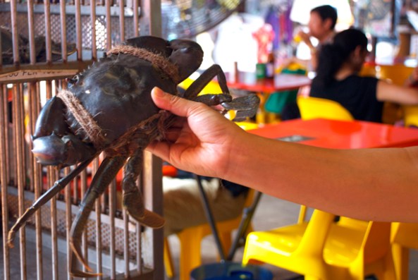 The crab that we selected