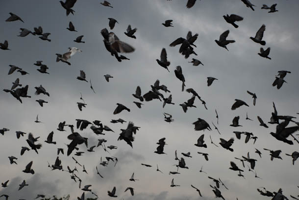 A litlle girl suddenly disrupts the pegions at play and their sudden departure