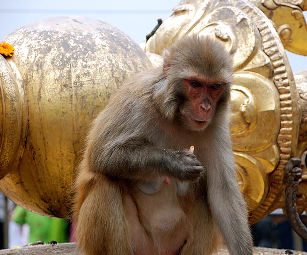 Holy Monkeys in the N-W of the Stupa