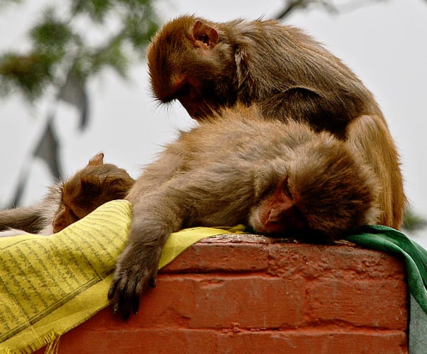 Holy Monkeys in the N-W of the Stupa