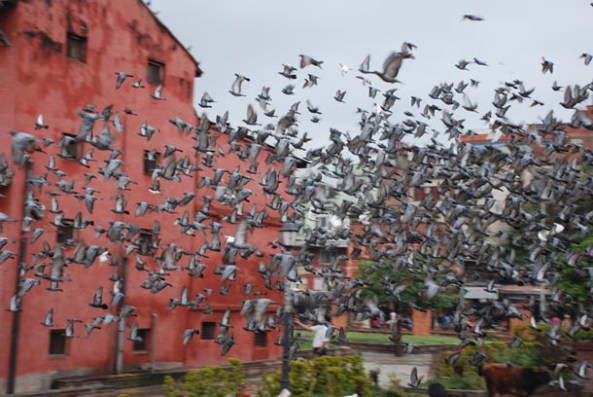 A litlle girl suddenly disrupts the pegions at play and their sudden departure