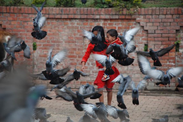 A litlle girl suddenly disrupts the pegions at play