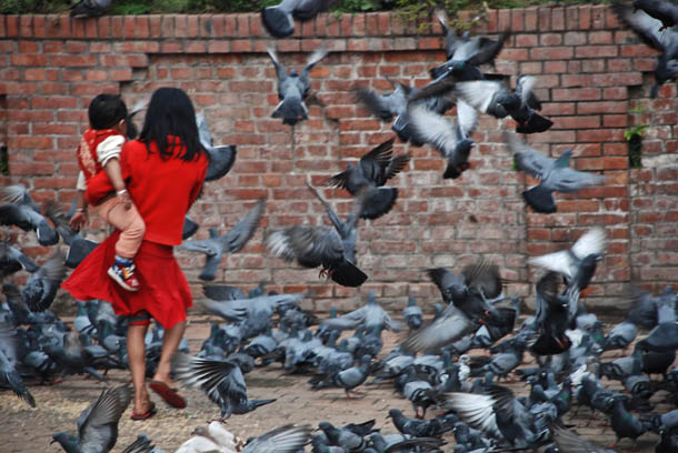 A litlle girl suddenly disrupts the pegions at play