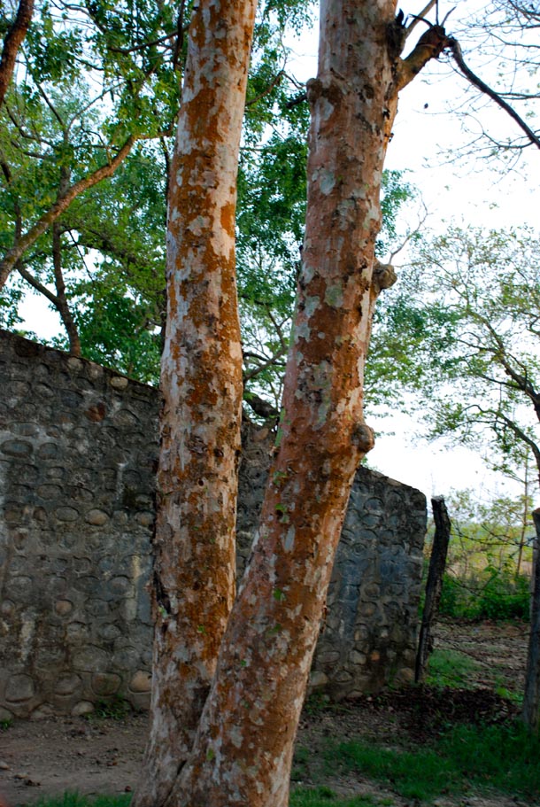 The trunk of the tall Sal trees