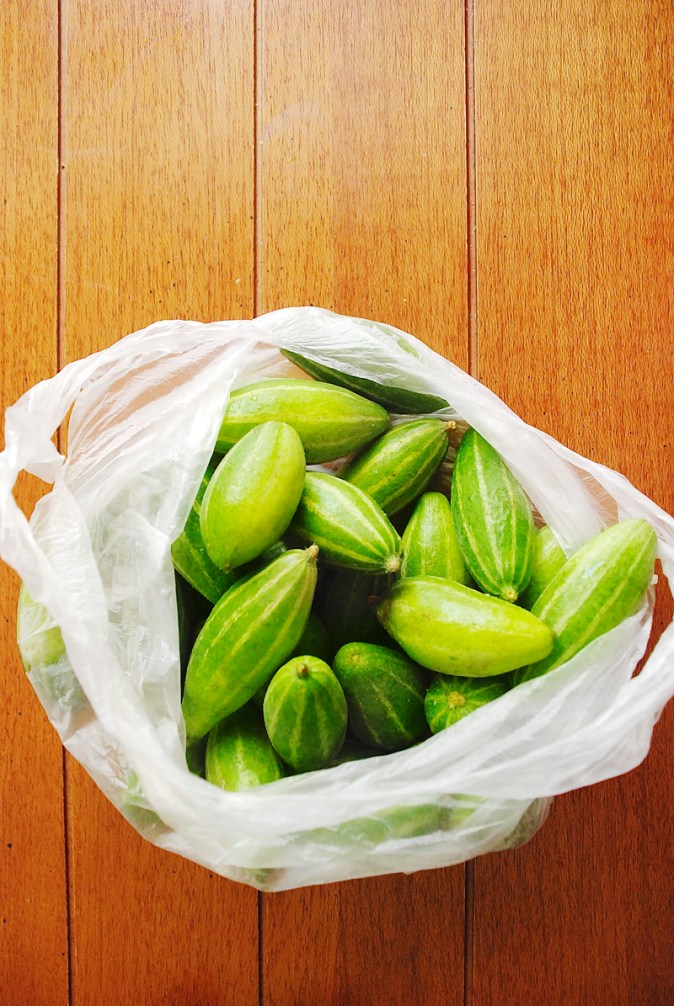 Potol/Parwal Potol/Parwal