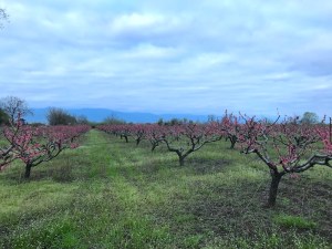 Cherry blossom in Georgia