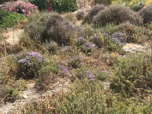 Mediterranean wild thyme in Gozo