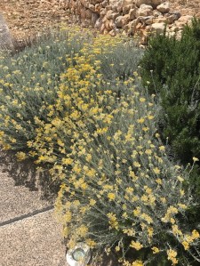 Common fennel in Malta
