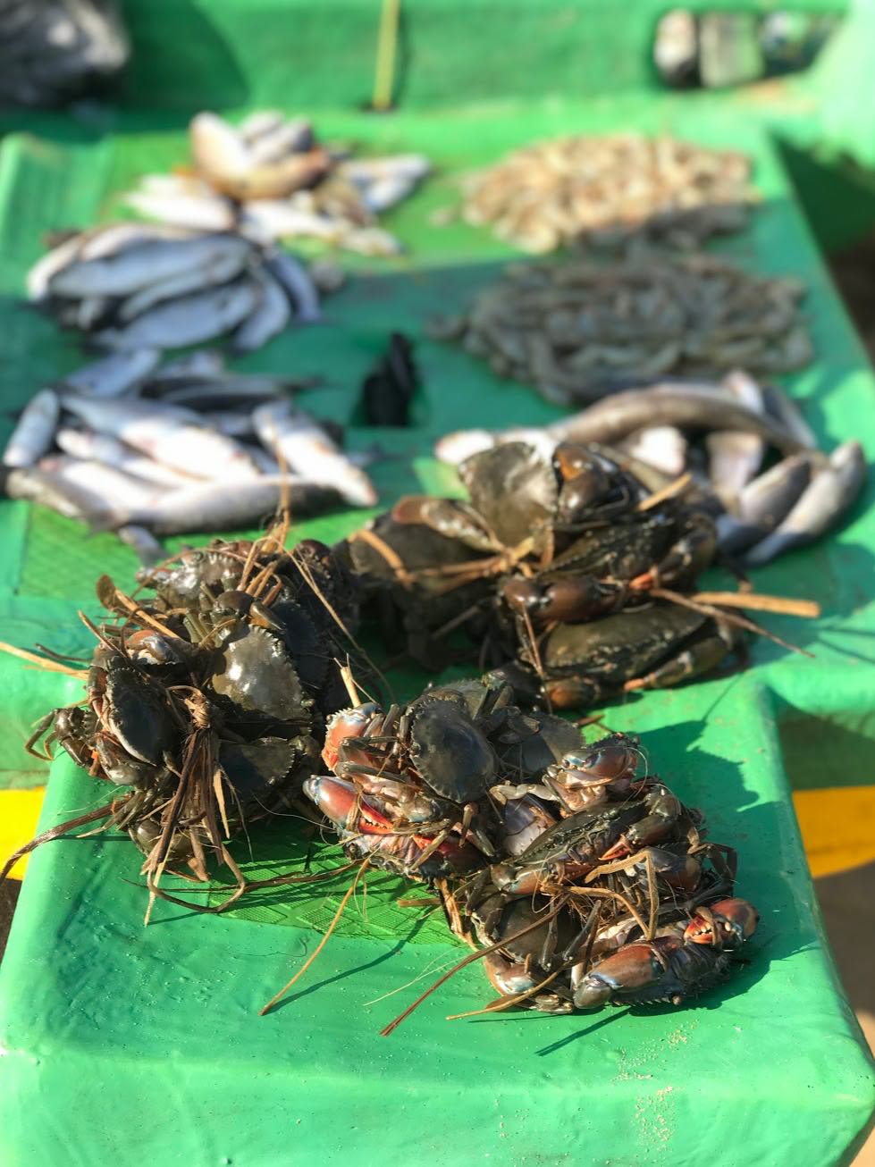Fresh catch at Kovalam beach in Chennai