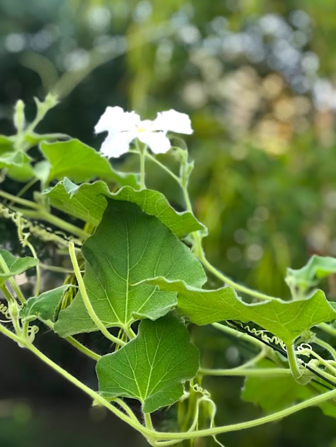 Ash Gourd Plant