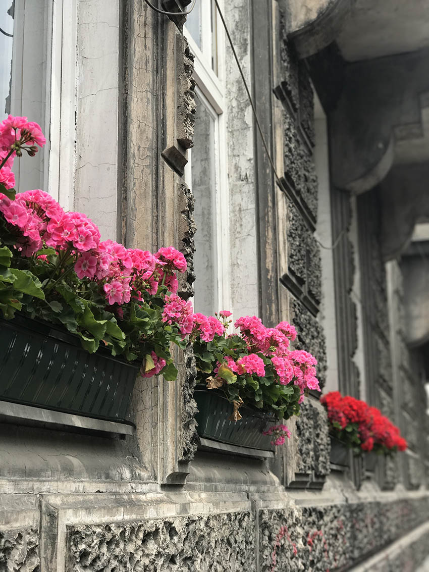 Summer flowers blooming in the windows in Krakow