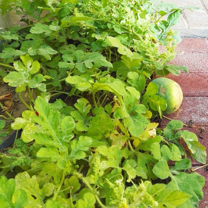 Watermelon tree