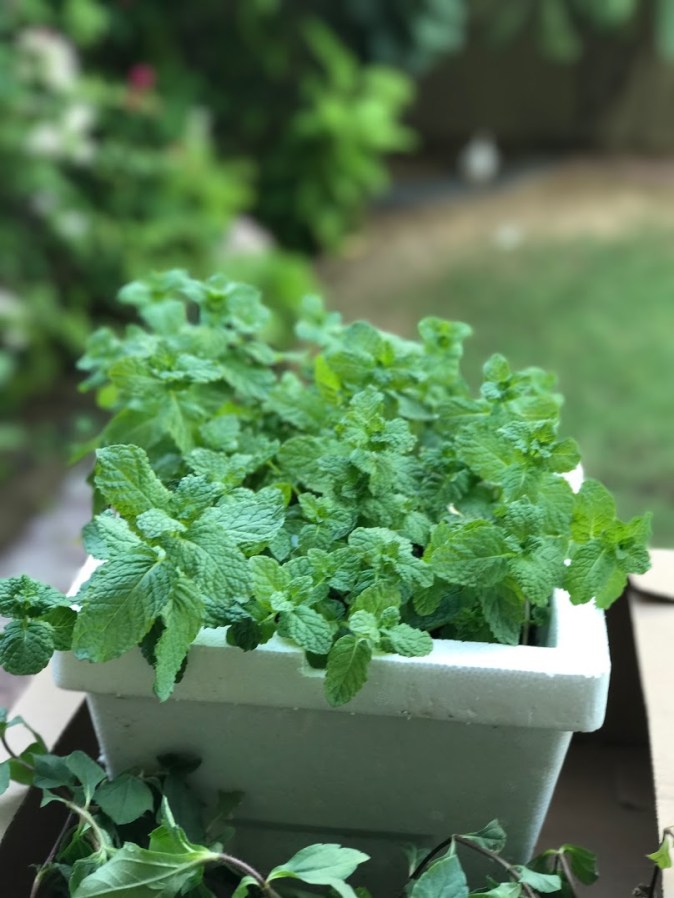 Fresh coriander in the garden