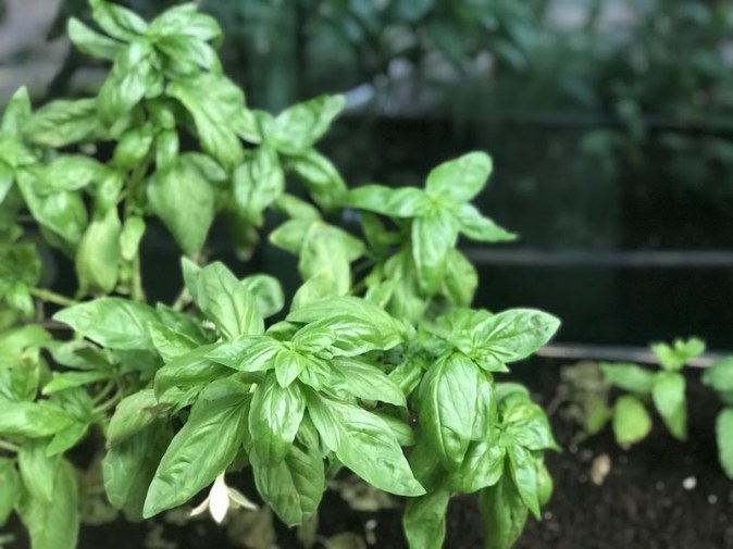 Basil plants