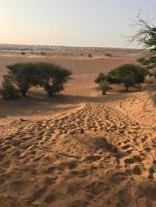 Wildlife desert drive in Al Maha Desert Resort & Spa