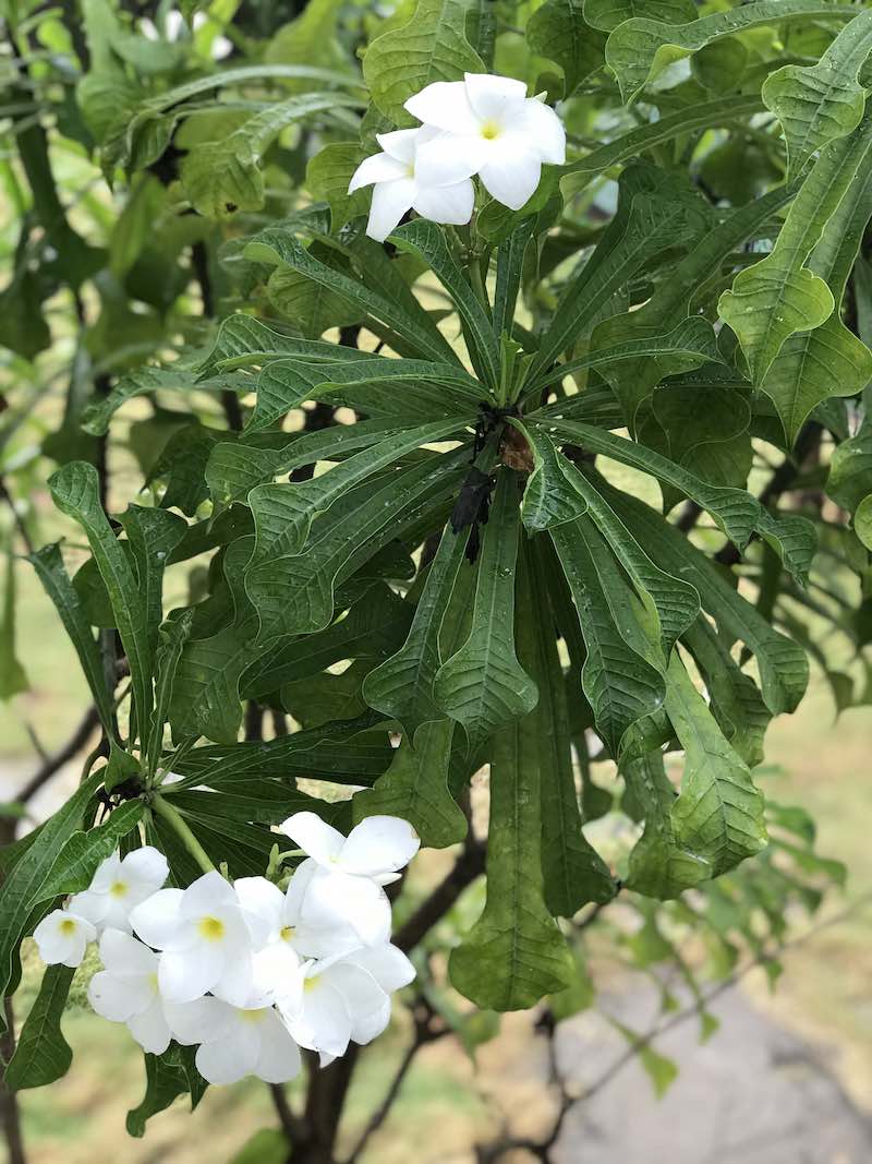 Jasmine plant in the garden
