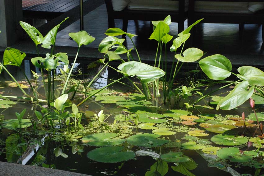 Inside Jungle beach by Uga Escapes in Trincomalee