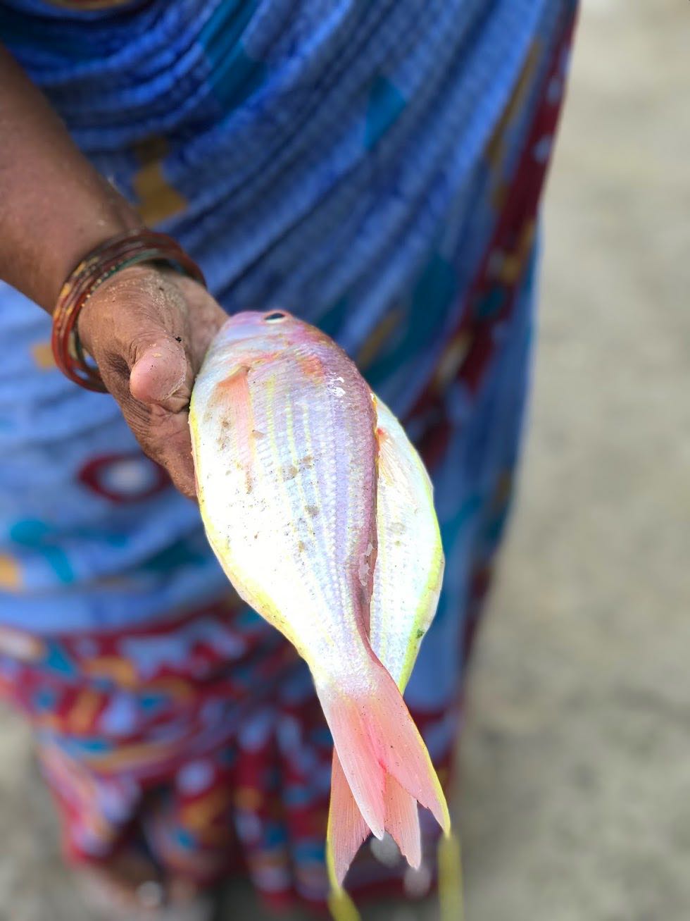 Red Snapper at Kovalam fish market in Chennai