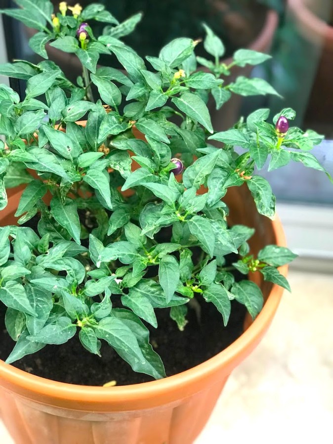 Chilli plants growing in our home garden