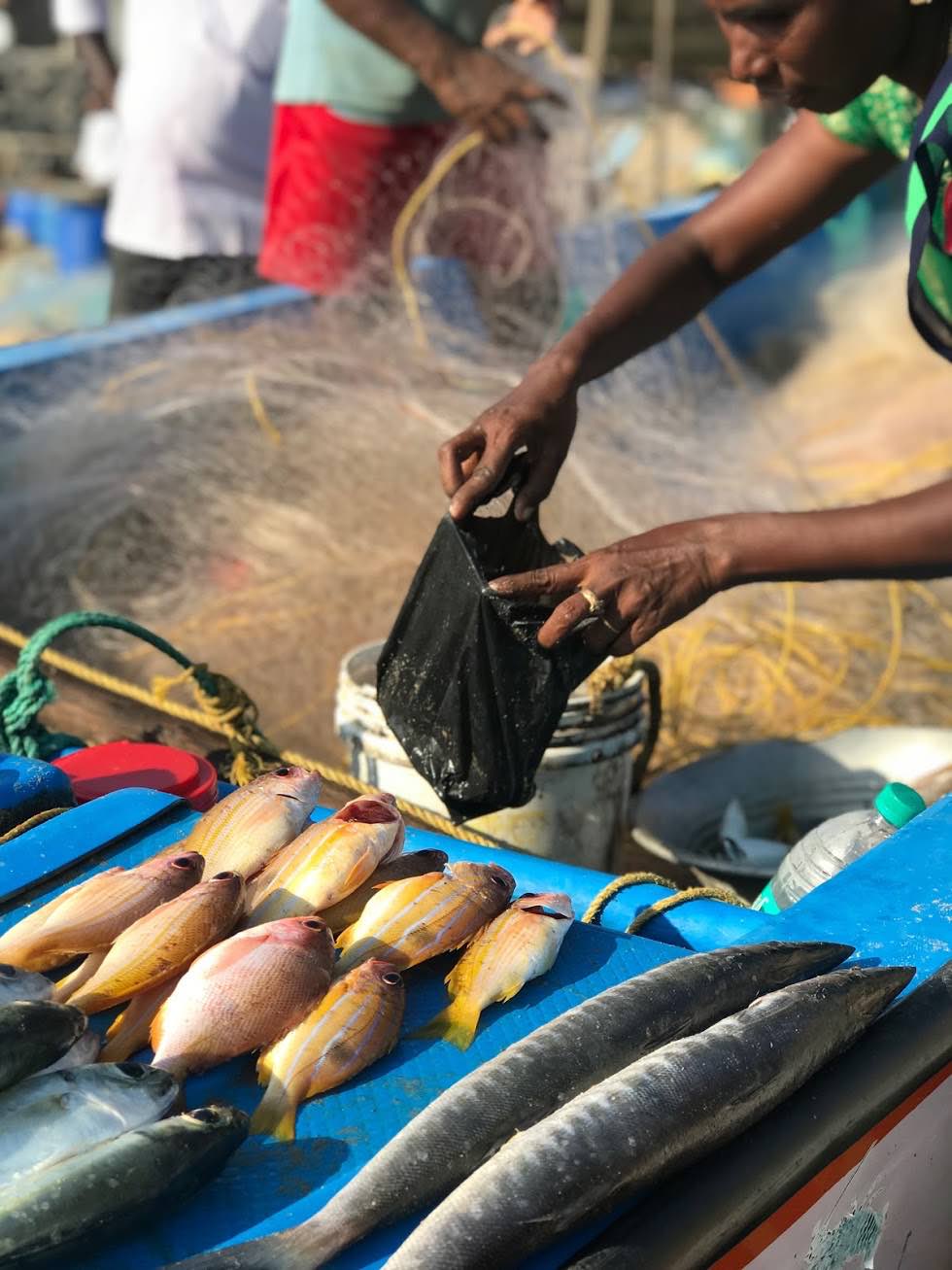 Fresh catch at Kovalam beach in Chennai