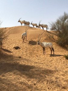 Wildlife desert drive in Al Maha Desert Resort & Spa