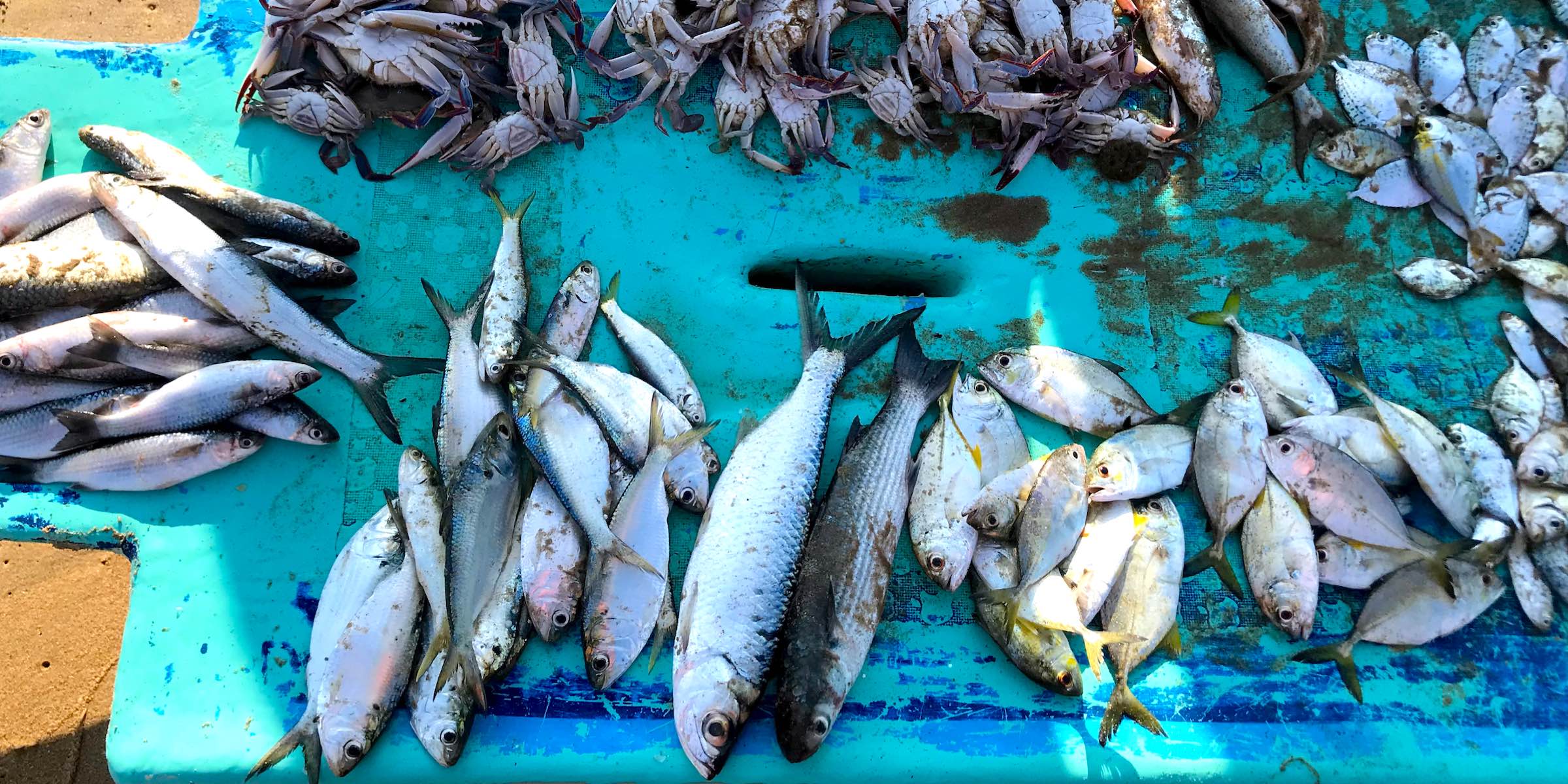 Fresh catch at Kovalam beach in Chennai
