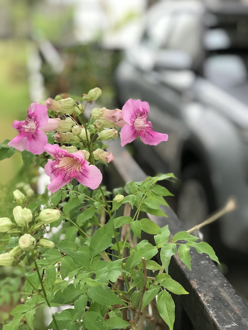 Flowers in our garden