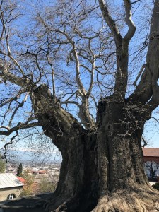 Giant Plane Tree in Telavi